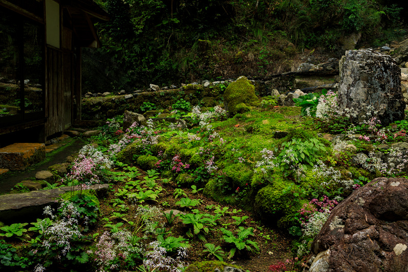 ダイモンジソウ咲く古知谷阿弥陀寺_f0155048_013278.jpg