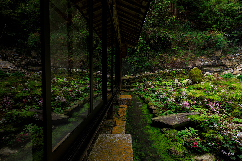 ダイモンジソウ咲く古知谷阿弥陀寺_f0155048_015562.jpg