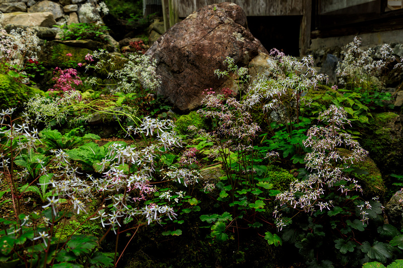 ダイモンジソウ咲く古知谷阿弥陀寺_f0155048_021029.jpg