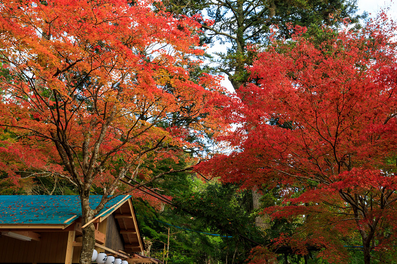 京の紅葉2018　神護寺・秋の彩り_f0155048_20425064.jpg