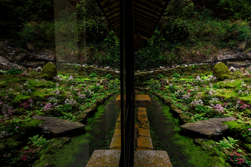 ダイモンジソウ咲く古知谷阿弥陀寺_f0155048_23562684.jpg