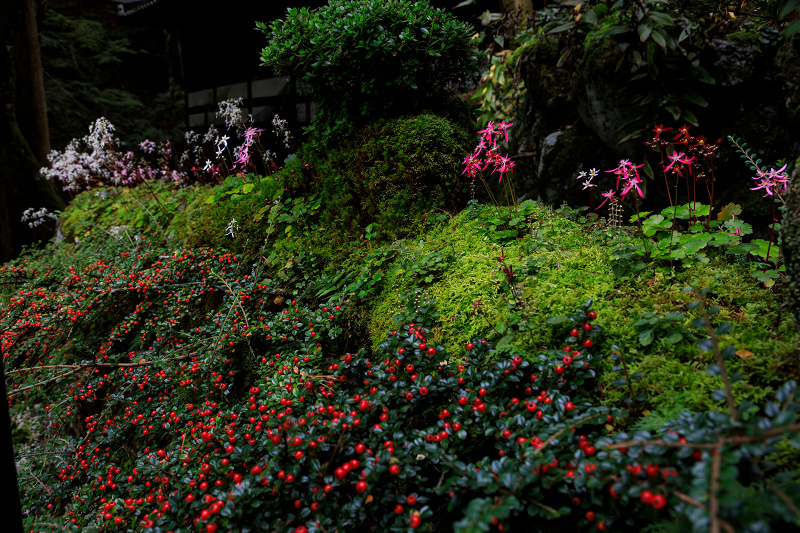 ダイモンジソウ咲く古知谷阿弥陀寺_f0155048_23575568.jpg