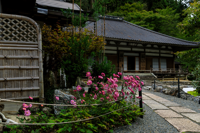 ダイモンジソウ咲く古知谷阿弥陀寺_f0155048_23583340.jpg