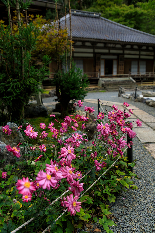 ダイモンジソウ咲く古知谷阿弥陀寺_f0155048_23584230.jpg