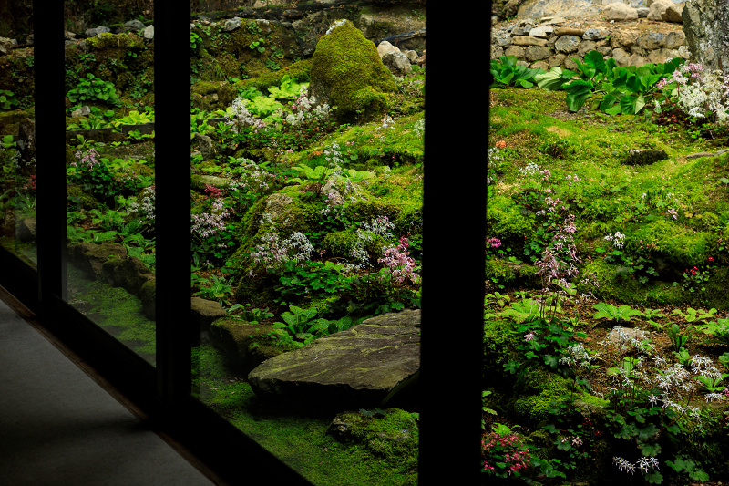 ダイモンジソウ咲く古知谷阿弥陀寺_f0155048_235927100.jpg