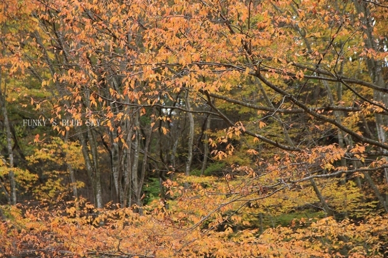 c0145250_10402303.jpg