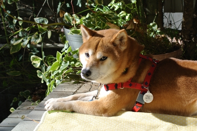 イチロー うーの トライアルへ 柴犬家族