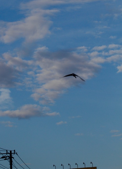 a0248459_15202690.jpg