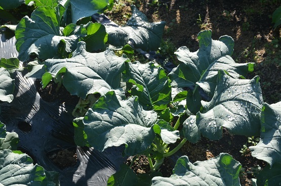f0186462_00570824.jpg