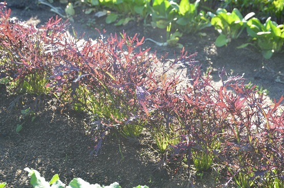 f0186462_00571491.jpg