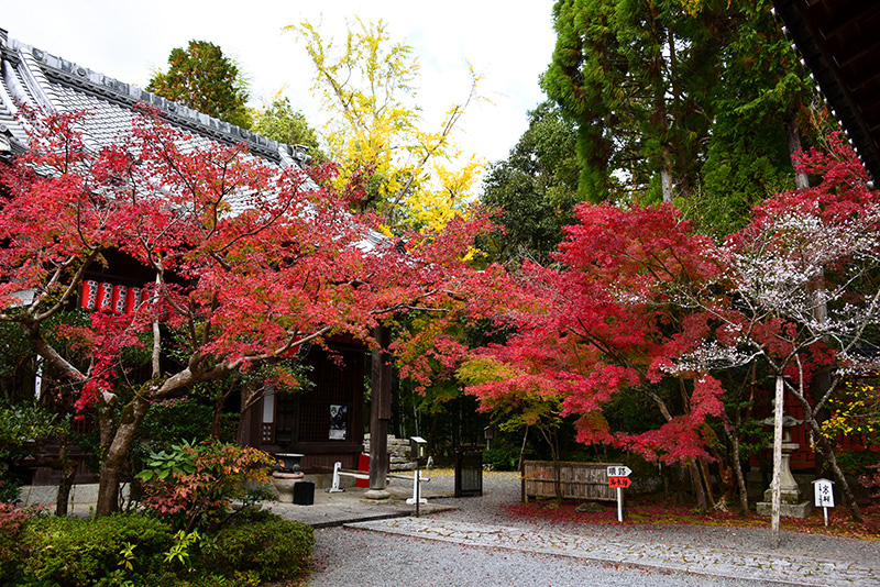 赤山禅院 紅葉 ちょっとそこまで 赤山禅院 紅葉 ちょっとそこまで