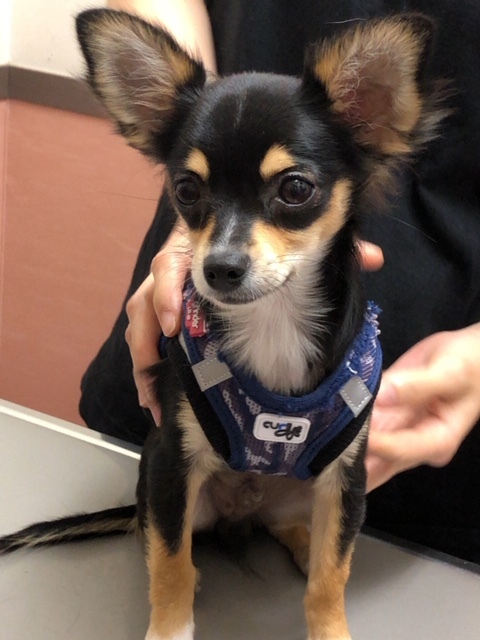 パピー教室(2018・11・18)_e0367571_17332239.jpg
