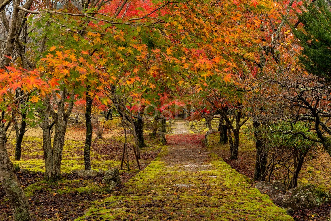 ある山奥のお寺_c0350572_13121247.jpg