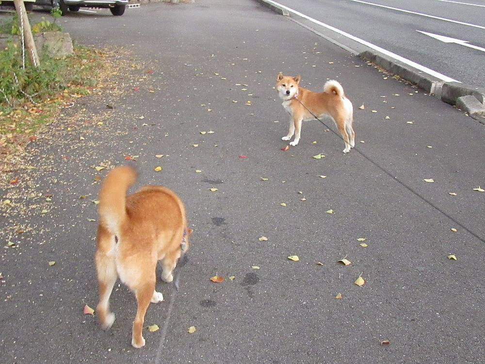 日曜あさんぽ_b0088173_13391414.jpg