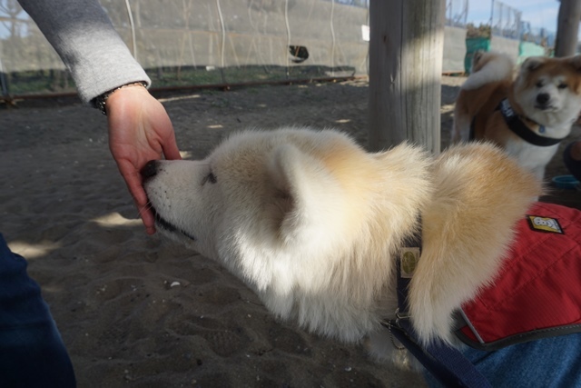 稲毛浜で秋田犬プチオフ_c0257276_15425242.jpg