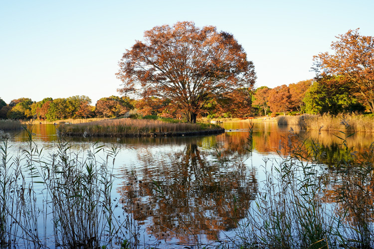 紅葉　昭和記念公園_e0156083_13340926.jpg