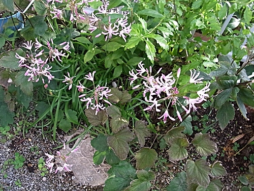 e0086885_15001939.jpg