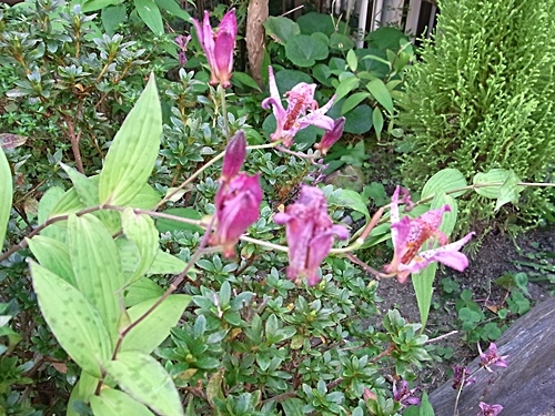 e0086885_15015763.jpg
