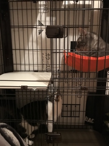 c0340786_00044156.jpeg