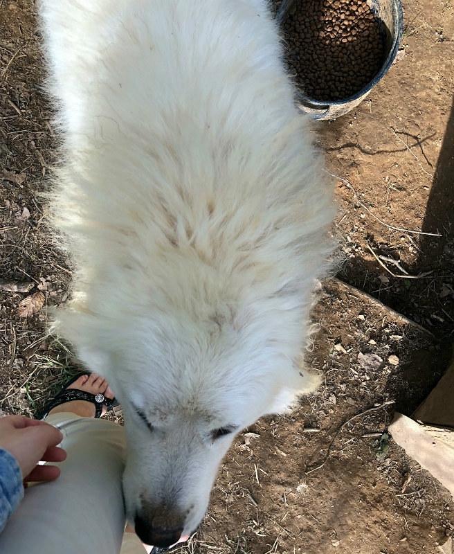 巨大化するピレネー犬の餌やりチャレンジ 【3日目～】_e0034987_22020982.jpg