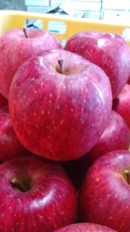 いよいよふじりんごの収穫です。_c0223089_20273701.jpg