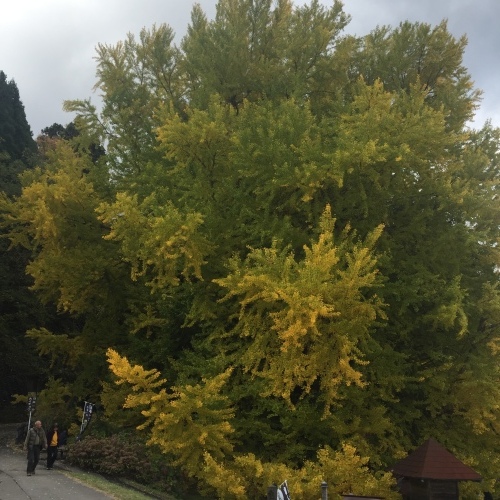 念願の大イチョウ 手で触れることが出来ました_a0134394_07451935.jpeg
