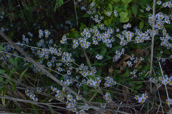 f0268294_07271431.jpeg