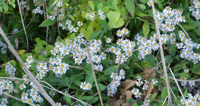 f0268294_10110441.jpeg