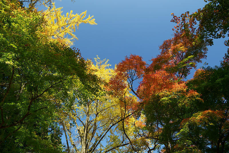2018京都の紅葉・京丹波 導観稲荷神社_f0032011_20385008.jpg