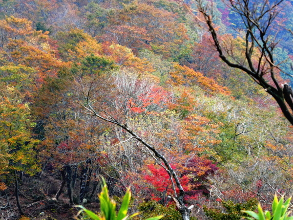 見ごろを迎えた紅葉　小津権現山 (1,157.8M)    登頂編　_d0170615_23123334.jpg