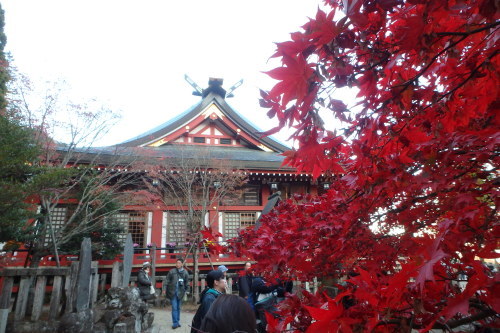 大山 紅葉 ライトアップ 宮大工 大山阿夫利神社 堂宮大工 内田工務店 棟梁のブログ 大山 紅葉 ライトアップ 宮大工 大山阿夫利神社 堂宮大工 内田工務店 棟梁のブログ