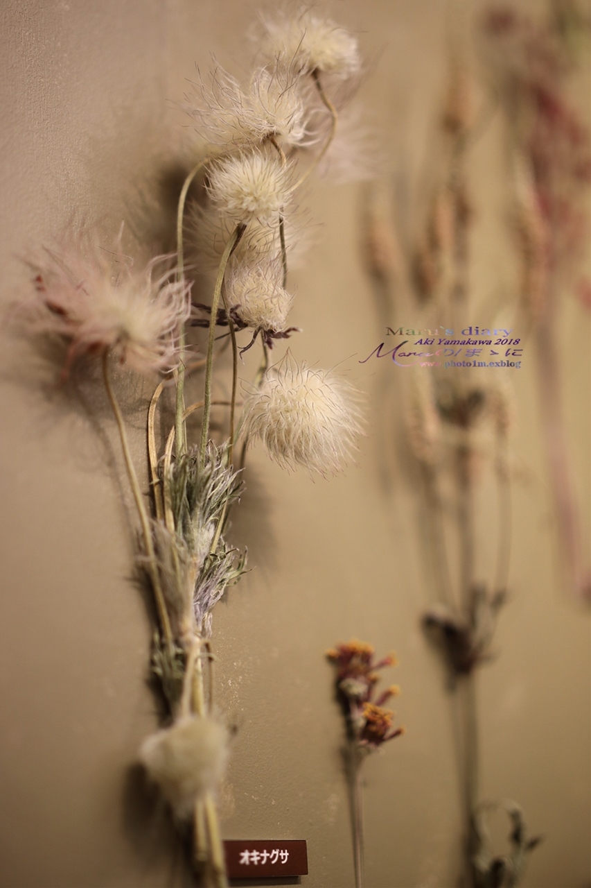 まゝに/11月の散策 Dryflowers 1_d0342426_01245346.jpg