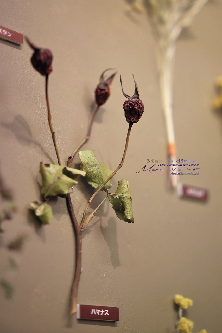 まゝに/11月の散策 Dryflowers 1_d0342426_01260011.jpg