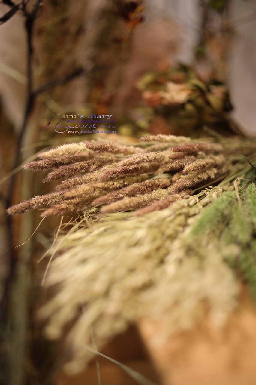 まゝに/11月の散策 Dryflowers 1_d0342426_01262818.jpg