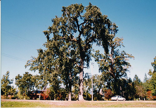 c0177135_10363571.jpg