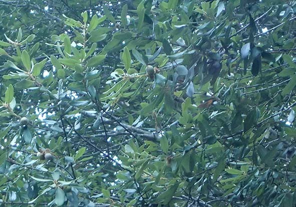 c0177135_11014534.jpg