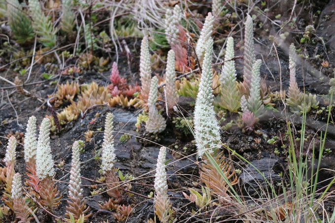 e0272335_8375868.jpg