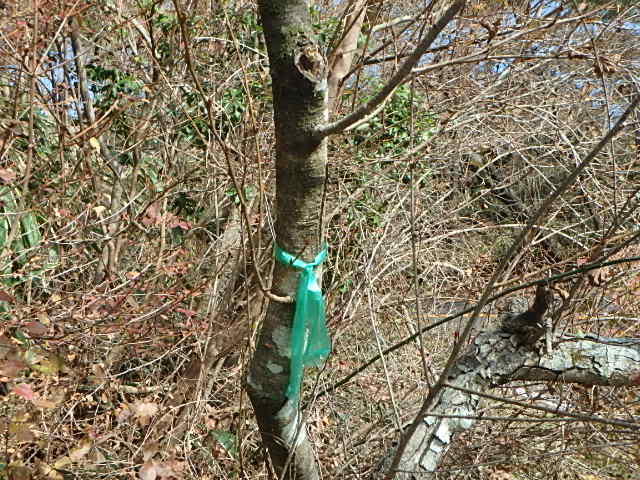 f0334143_95499.jpg