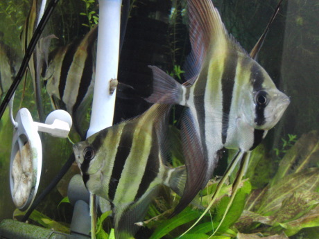 G1 J2 S+ SSS_d0177045_12171423.jpg