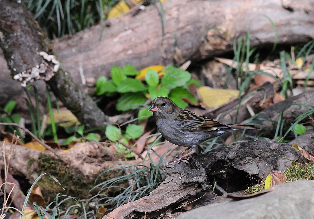 探鳥に向かったが空が暗くなってきた！_b0404848_20193355.jpg