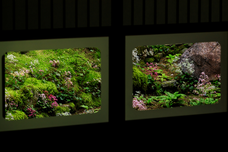 ダイモンジソウ咲く古知谷阿弥陀寺_f0155048_044892.jpg