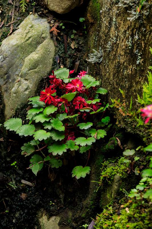 ダイモンジソウ咲く古知谷阿弥陀寺_f0155048_0653.jpg