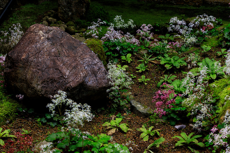 ダイモンジソウ咲く古知谷阿弥陀寺_f0155048_07211.jpg