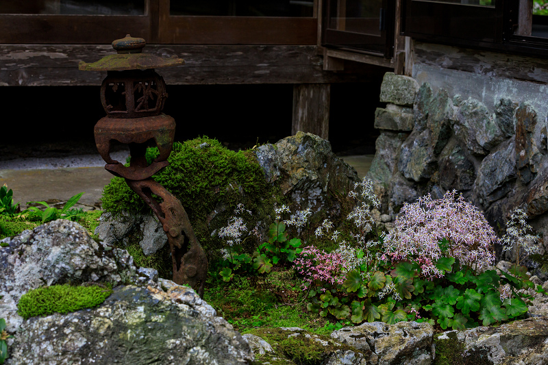 ダイモンジソウ咲く古知谷阿弥陀寺_f0155048_074426.jpg
