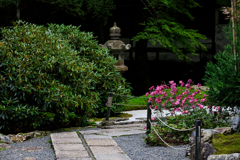 ダイモンジソウ咲く古知谷阿弥陀寺_f0155048_081046.jpg