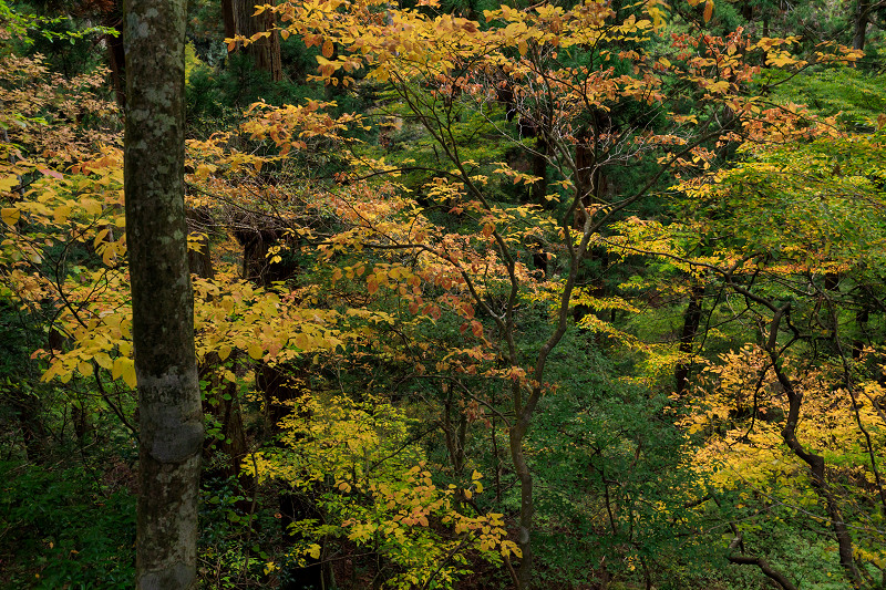 滋賀の紅葉2018　延暦寺の秋（浄土院編）_f0155048_23381448.jpg