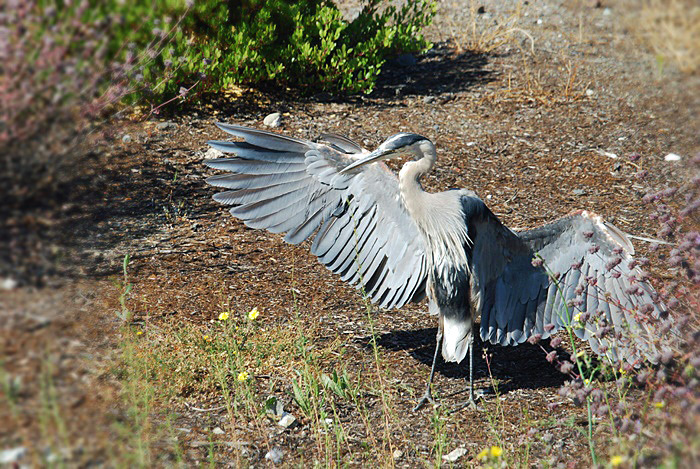 Great Blue Heron_b0369375_06300276.jpg