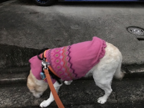 f0315081_22054094.jpeg