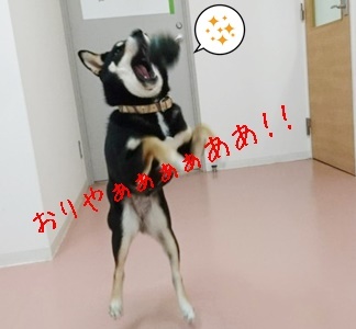 ボール大好き凛ちゃん_f0357682_20563895.jpg