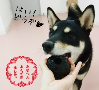 ボール大好き凛ちゃん_f0357682_20564495.jpg